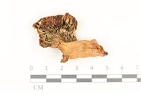 登錄號:F0036941藏品圖，第3張