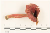登錄號:F0036946藏品圖，第1張
