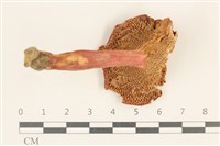 登錄號:F0036946藏品圖，第3張
