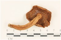 登錄號:F0036948藏品圖，第3張