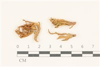 登錄號:F0036953藏品圖，第1張