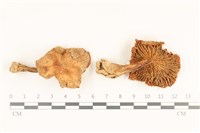 登錄號:F0036954藏品圖，第1張