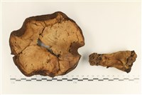 登錄號:F0036959藏品圖，第1張