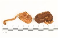 登錄號:F0036960藏品圖，第1張