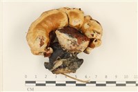 登錄號:F0036963藏品圖，第1張