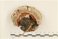 登錄號:F0036963藏品圖，第3張