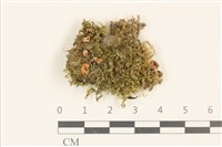 登錄號:F0036968藏品圖，第1張