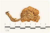 登錄號:F0036969藏品圖，第3張