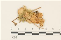 登錄號:F0036971藏品圖，第1張