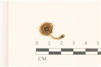 登錄號:F0036973藏品圖，第1張