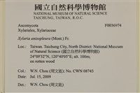 登錄號:F0036974藏品圖，第2張