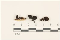 登錄號:F0036974藏品圖，第1張