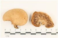 登錄號:F0036975藏品圖，第1張