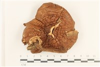 登錄號:F0036976藏品圖，第1張