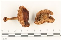 登錄號:F0036980藏品圖，第1張