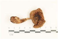 登錄號:F0036982藏品圖，第1張