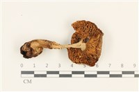 登錄號:F0036982藏品圖，第3張