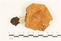 登錄號:F0036988藏品圖，第1張