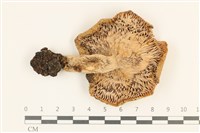 登錄號:F0036988藏品圖，第3張