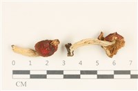 登錄號:F0036992藏品圖，第1張