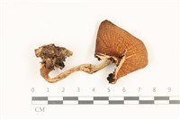 登錄號:F0036993藏品圖，第1張