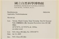 小菇屬藏品圖，第2張
