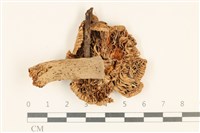 登錄號:F0036995藏品圖，第3張