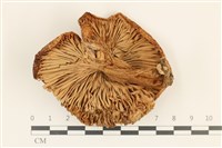 登錄號:F0036997藏品圖，第3張