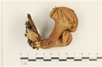 登錄號:F0036998藏品圖，第1張