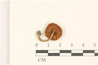 登錄號:F0036999藏品圖，第3張