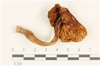 登錄號:F0037002藏品圖，第3張