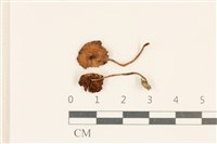 登錄號:F0037003藏品圖，第1張