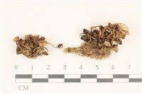 登錄號:F0037004藏品圖，第1張