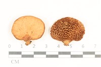 登錄號:F0037005藏品圖，第1張