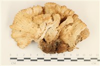 登錄號:F0037006藏品圖，第1張