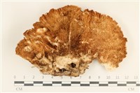 登錄號:F0037006藏品圖，第3張