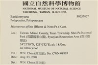 相鄰小孔菌藏品圖，第2張