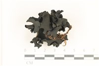 登錄號:F0037010藏品圖，第1張