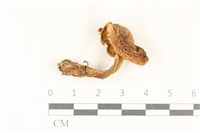 登錄號:F0037012藏品圖，第1張