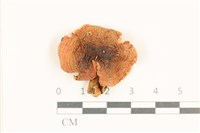 登錄號:F0037013藏品圖，第1張