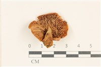 登錄號:F0037013藏品圖，第3張
