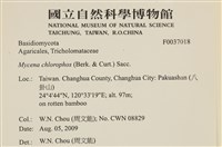 發光小菇藏品圖，第2張