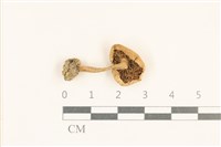 登錄號:F0037020藏品圖，第3張
