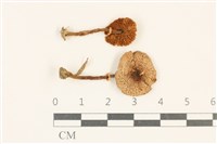 登錄號:F0037021藏品圖，第1張