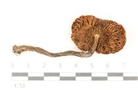 登錄號:F0037022藏品圖，第3張