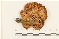 登錄號:F0037027藏品圖，第3張