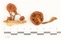 登錄號:F0037028藏品圖，第1張
