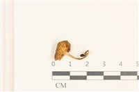 登錄號:F0037029藏品圖，第3張