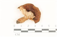 登錄號:F0037032藏品圖，第1張