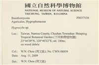 濕傘屬藏品圖，第2張